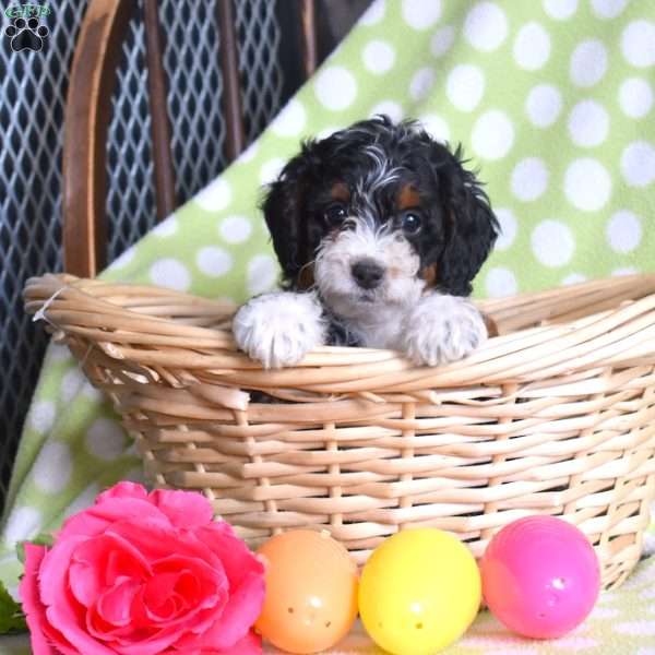 Nelly, Mini Bernedoodle Puppy