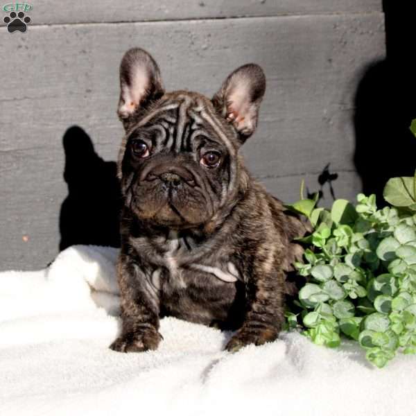 Nelson, French Bulldog Puppy