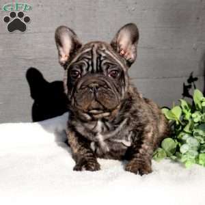 Nelson, French Bulldog Puppy