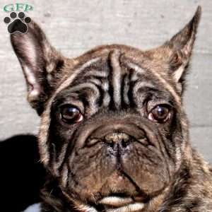 Nelson, French Bulldog Puppy