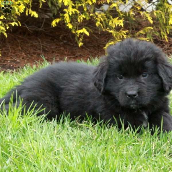 Nessa, Newfoundland Puppy
