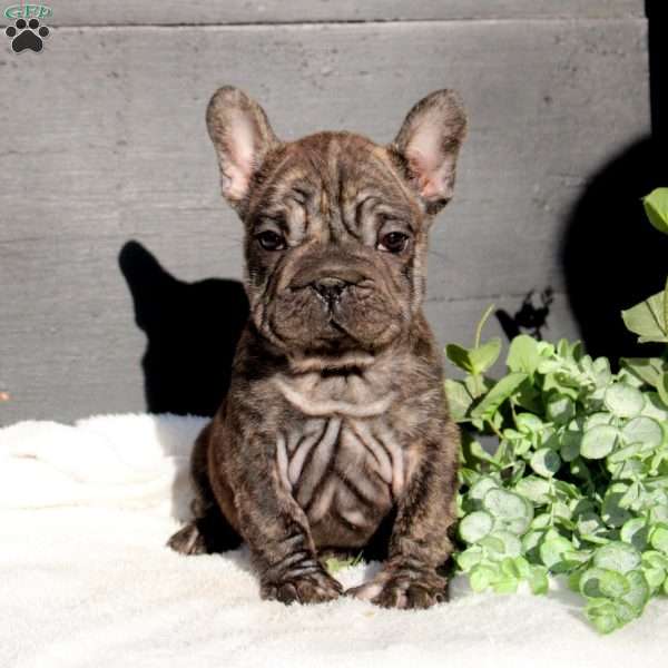 Nessie, French Bulldog Puppy
