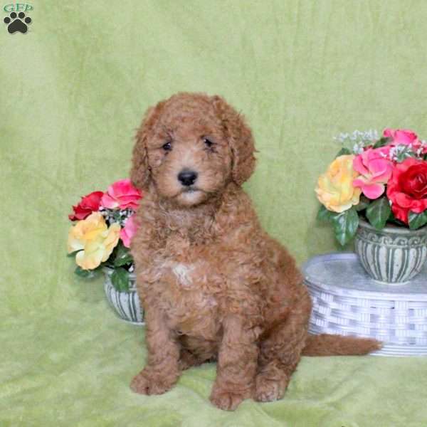 Nick, Goldendoodle Puppy