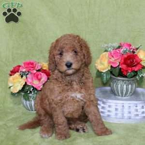 Nick, Goldendoodle Puppy