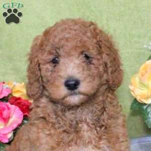 Nick, Goldendoodle Puppy