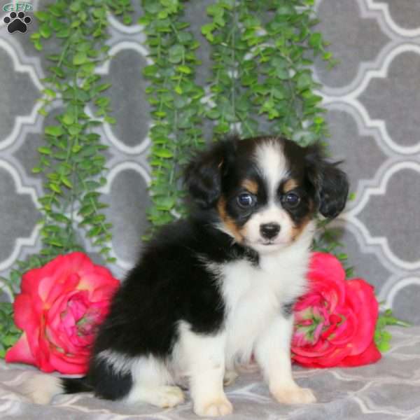 Nicky, Cavalier King Charles Mix Puppy
