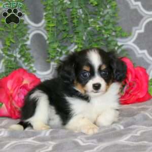 Nicky, Cavalier King Charles Mix Puppy