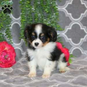 Nicky, Cavalier King Charles Mix Puppy