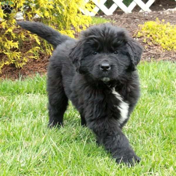 Nico, Newfoundland Puppy