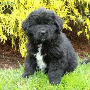 Nico, Newfoundland Puppy