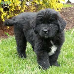 Nico, Newfoundland Puppy