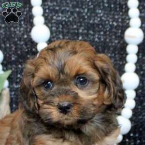 Nico, Shih-Poo Puppy