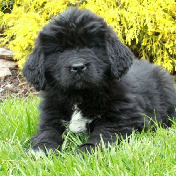 Nina, Newfoundland Puppy