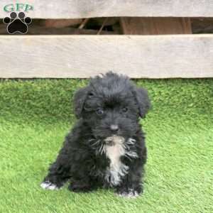 Nina, Mini Schnoodle Puppy