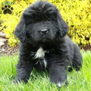 Nina, Newfoundland Puppy
