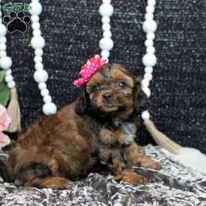 Nina, Shih-Poo Puppy