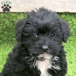 Nina, Mini Schnoodle Puppy