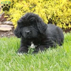 Nina, Newfoundland Puppy