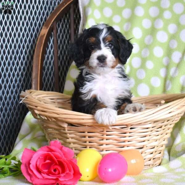 Nitro, Mini Bernedoodle Puppy