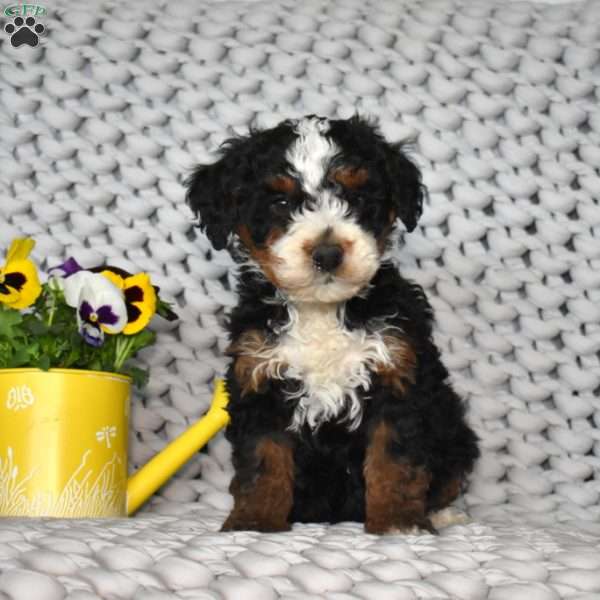 Nitro, Mini Bernedoodle Puppy