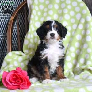 Nitro, Mini Bernedoodle Puppy