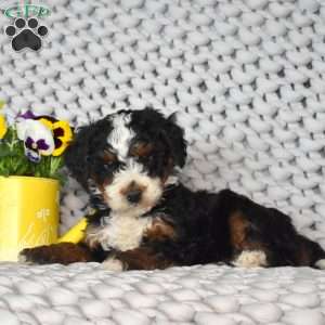Nitro, Mini Bernedoodle Puppy