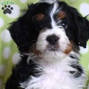 Nitro, Mini Bernedoodle Puppy