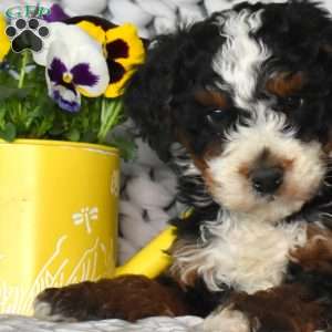 Nitro, Mini Bernedoodle Puppy