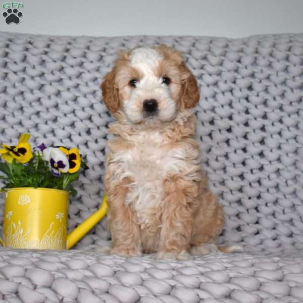 Noah, Mini Bernedoodle Puppy