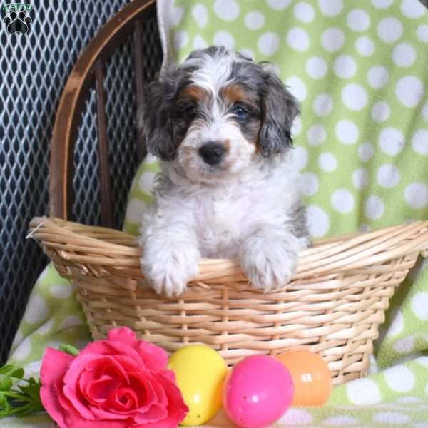 Noah, Mini Bernedoodle Puppy