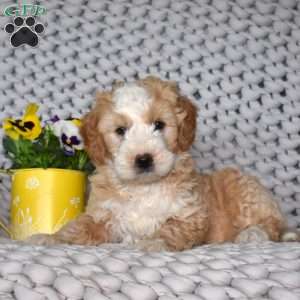 Noah, Mini Bernedoodle Puppy
