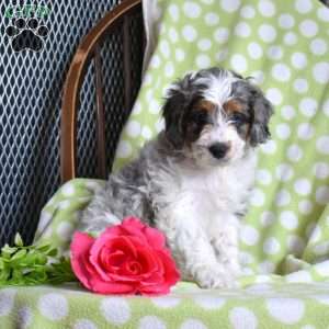 Noah, Mini Bernedoodle Puppy