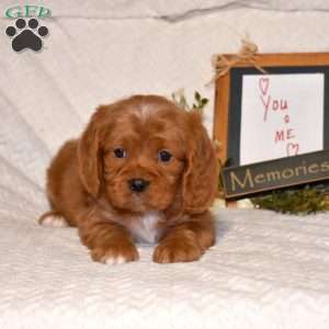 Noah, Cavapoo Puppy