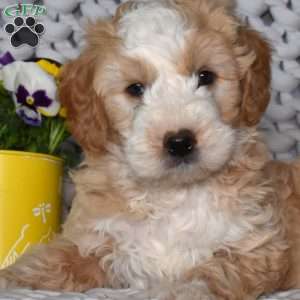 Noah, Mini Bernedoodle Puppy