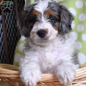 Noah, Mini Bernedoodle Puppy