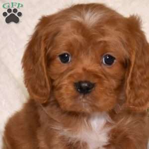 Noah, Cavapoo Puppy