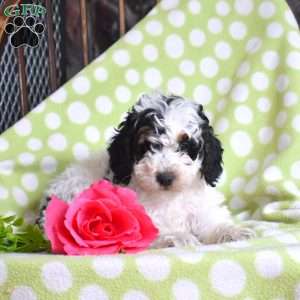 Noel, Mini Bernedoodle Puppy