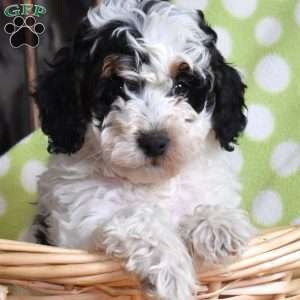 Noel, Mini Bernedoodle Puppy