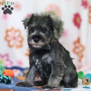 Nolan, Miniature Schnauzer Puppy