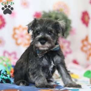 Nolan, Miniature Schnauzer Puppy