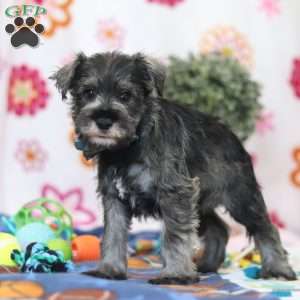 Nolan, Miniature Schnauzer Puppy
