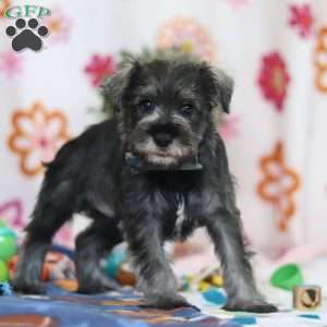 Nolan, Miniature Schnauzer Puppy