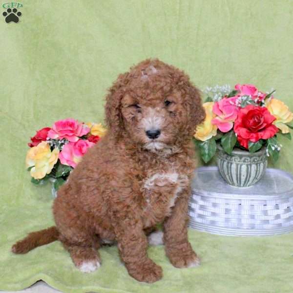 Noodle, Goldendoodle Puppy
