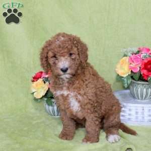 Noodle, Goldendoodle Puppy