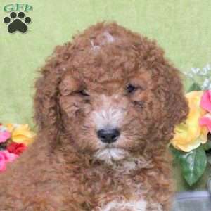 Noodle, Goldendoodle Puppy