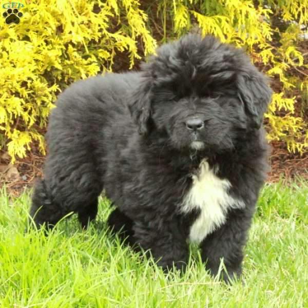 Nora, Newfoundland Puppy