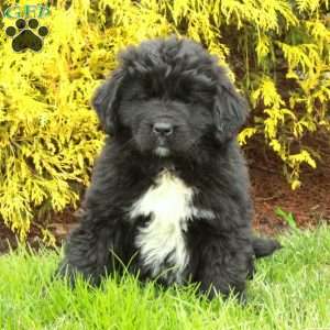 Nora, Newfoundland Puppy