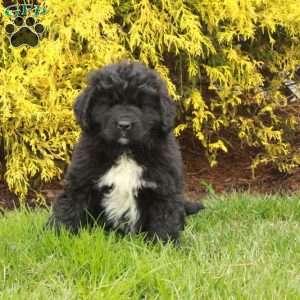 Nora, Newfoundland Puppy
