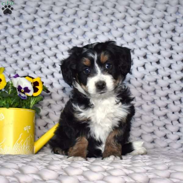 Nova, Mini Bernedoodle Puppy