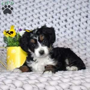 Nova, Mini Bernedoodle Puppy